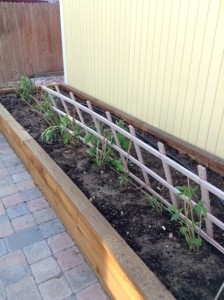 Raspberries planter