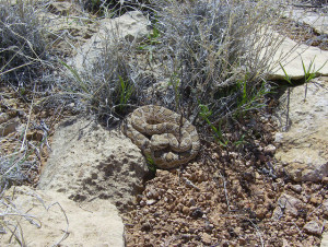 I didn't see a rattlesnake in Rattlesnake Canyon