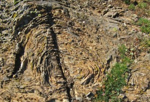 Wyoming Stromatolite