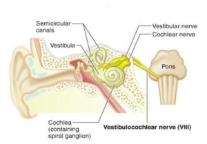 Vestibulocochlear Nerve Anatomy